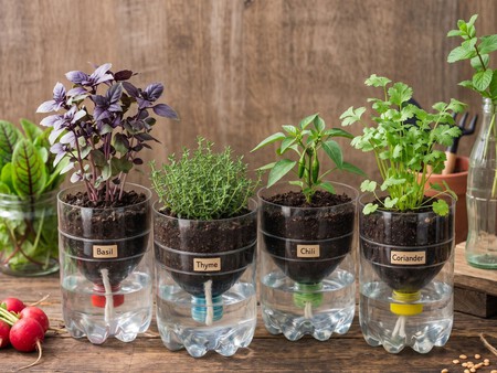 2. Maceta para plantas pequeñas o suculentas La base de una botella también funciona como una excelente maceta para plantas de interior. Haz dos o tres pequeños orificios en la parte inferior para facilitar el drenaje del agua y agrega una capa de piedras pequeñas antes de colocar el sustrato. Después planta una suculenta, un cactus o alguna hierba aromática como albahaca, menta o perejil. Incluso puedes decorarla con pintura resistente al agua para crear macetas originales y personalizadas.