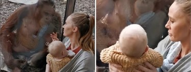 El vídeo viral de una orangutana que acababa de perder a su cría, acercándose con ternura a una turista que amamantaba a su bebé