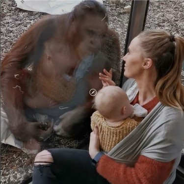 El vídeo viral de una orangutana que acababa de perder a su cría, acercándose con ternura a una turista que amamantaba a su bebé