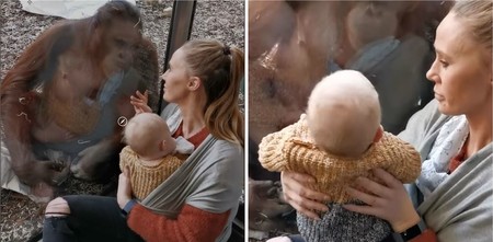 El vídeo viral de una orangutana que acababa de perder a su cría, acercándose con ternura a una turista que amamantaba a su bebé
