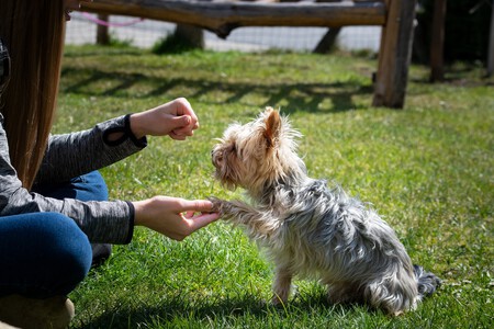 Educación canina