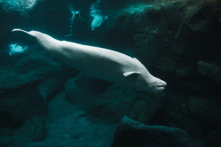 beluga-ballena-mar