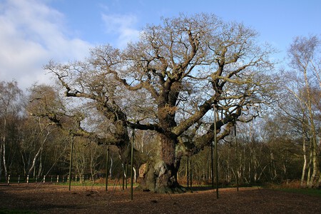 Major Oak In Sherwood Forest In 2006