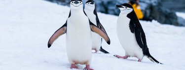 "Esto no es un pingüino": los pingüinos de verdad no son el animal que solemos creer  y, de hecho, llevan dos siglos extintos 