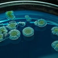 Descobrimos o calcanhar de Aquiles do fungo mais temido nos hospitais, e isso nos dá esperança 