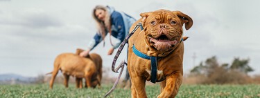 Cómo llamar a tu perro para que te haga caso y venga 