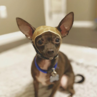 Esta es la historia de Melman, el chihuahua que necesita un casco para vivir  