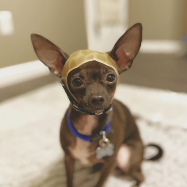 Esta es la historia de Melman, el chihuahua que necesita un casco para vivir 