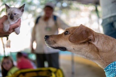 Mexico Aprueba Ley Bienestar Animal Xataka Mexico 4