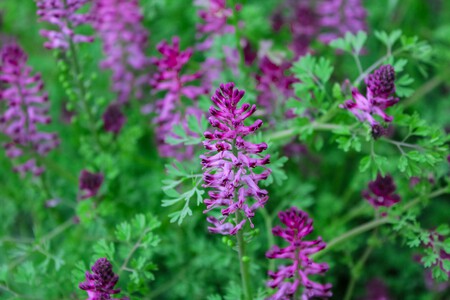 Pexels Tugba 31573967