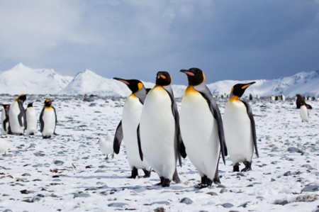 Seis distribuciones de Linux enfocadas a empresas