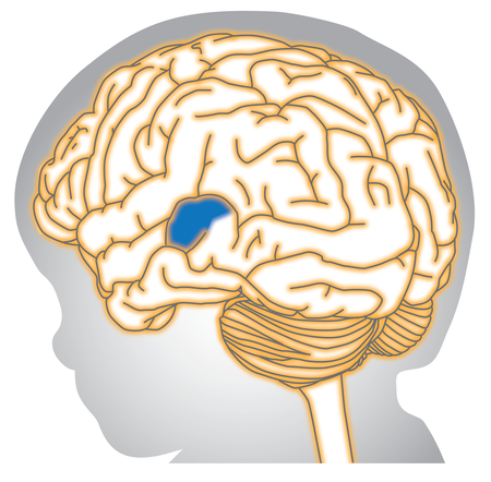 Auditory Cortex