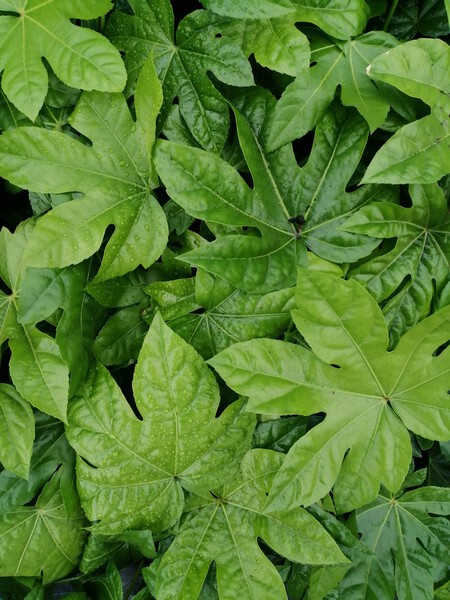 Plantas para crear pantallas vegetales