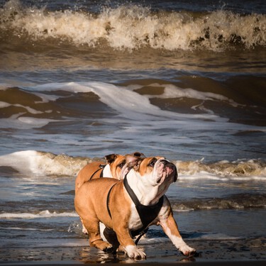 Si llevas a tu perro a la playa, estas son las normas que debes cumplir y las prohibiciones que debes respetar