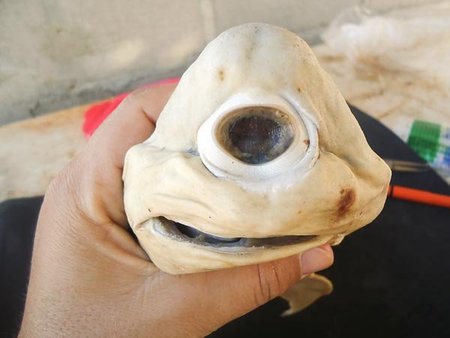 El extraño caso del tiburón cíclope
