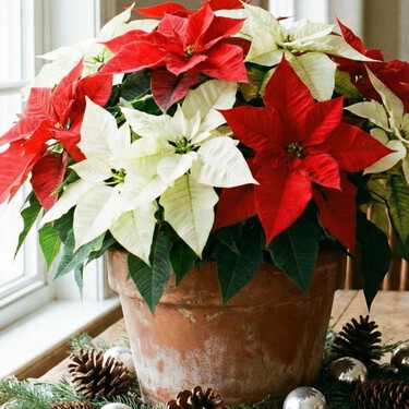 El enemigo silencioso de las Nochebuenas que debes dejar lejos de ellas: esto hace que se marchiten