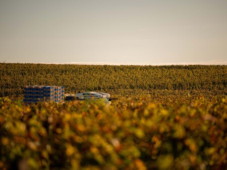 Vinedos De Oremus En Tolcsva En La Region Hungara De Tokaj