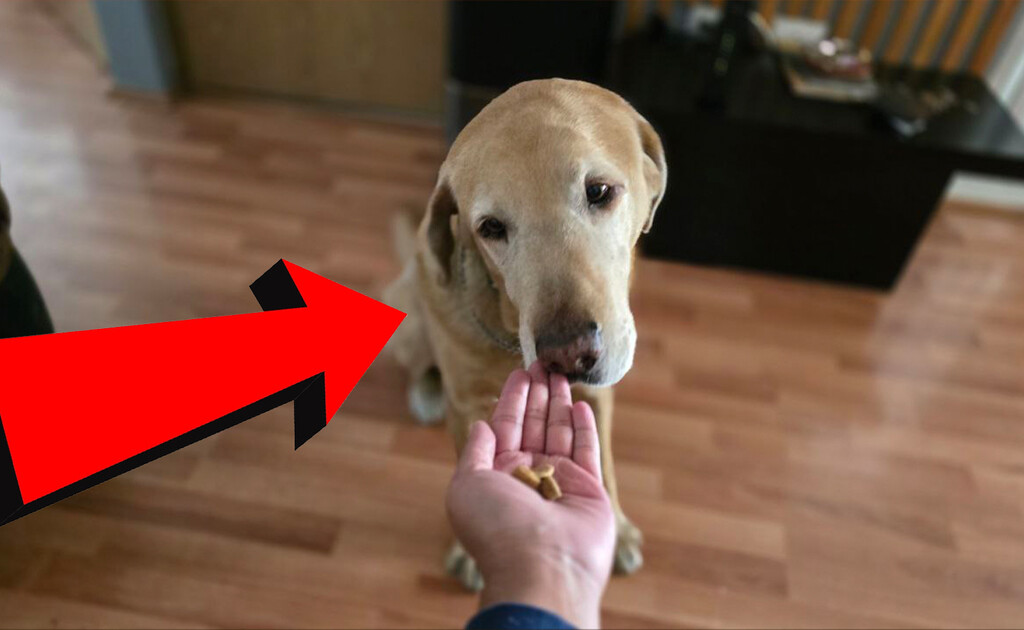 No todo es la marca, esta es la manera más sencilla de saber si las croquetas de tus perros son buenas