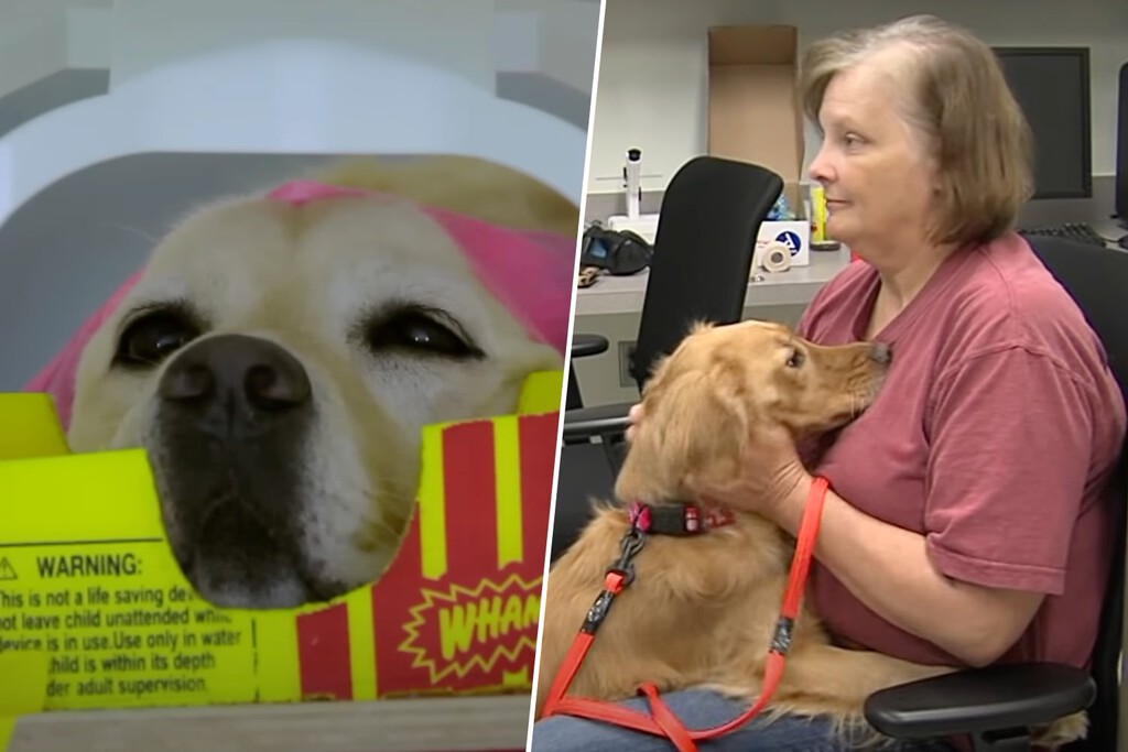 Tu perro te quiere tanto como a su comida. Y eso es decir mucho