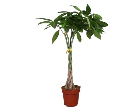 Pachica Acuatica