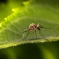 Mosquito da dengue consegue aprender que local com repelente é onde há comida farta, invertendo a lógica do produto 