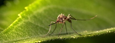 Mosquito da dengue consegue aprender que local com repelente é onde há comida farta, invertendo a lógica do produto 