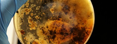 Creíamos que nuestro mayor problema como especie eran las superbacterias. Lo realmente peligroso son los "superhongos"