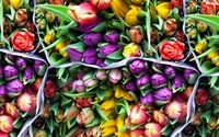 Comienza la temporada de tulipanes en Holanda 