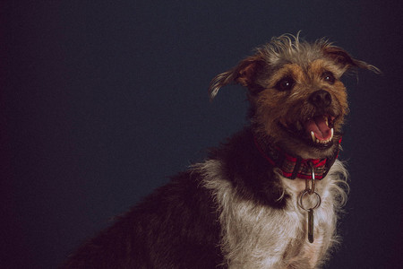 Explorando estilos fotográficos: La fotografía de mascotas como medio para crear sistemas fotográficos