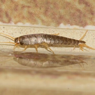 Cómo acabar con los pececillo de plata o bichos de la humedad de forma rápida y efectiva