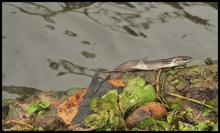krait comun