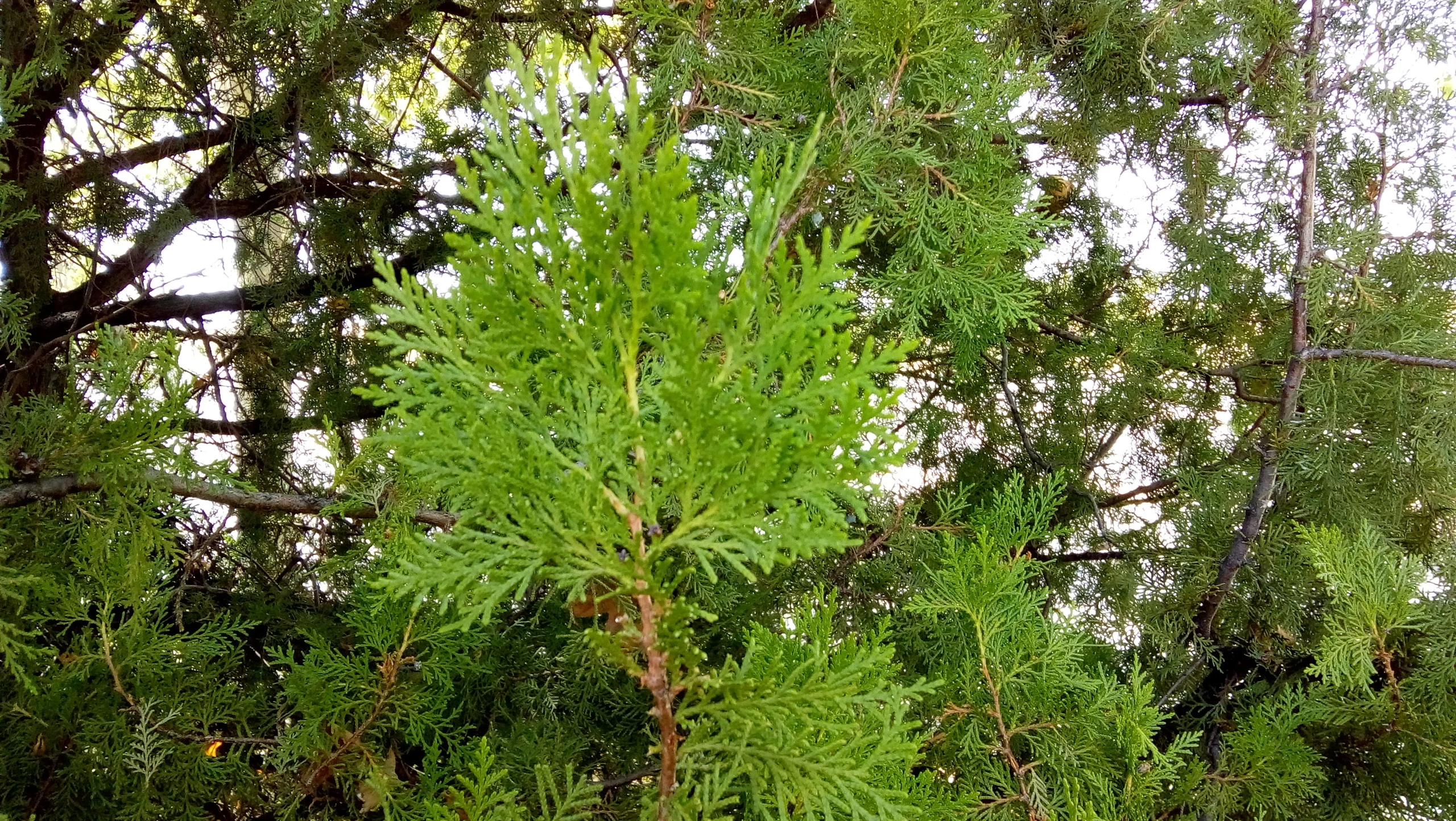 Foto de Fotos con el Moto E4 (10/19)