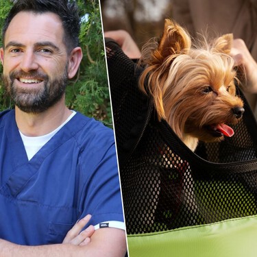 Tomás Camps, veterinario, sobre viajar con mascotas: "Meter a un perro en la bodega de un avión puede ser traumático"