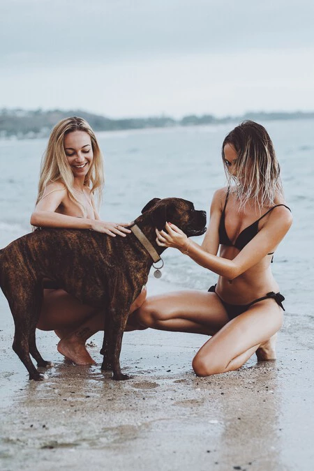 Cuánto es la multa por llevar el perro a la playa y a cuáles pueden ir