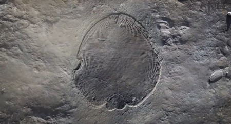 Se confirma que este fósil es del primer animal confirmado en el registro geológico