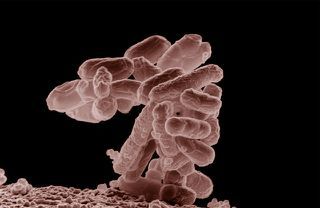 Bacterias intestinales contra el cáncer