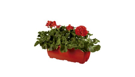 Geranio en jardinera Lidl