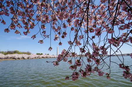 Tidal Basin
