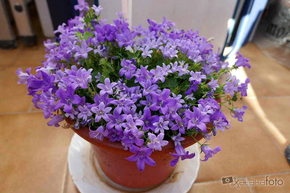 Foto de Galería de la Panasonic Lumix TZ100 (13 fotos) (14/15)