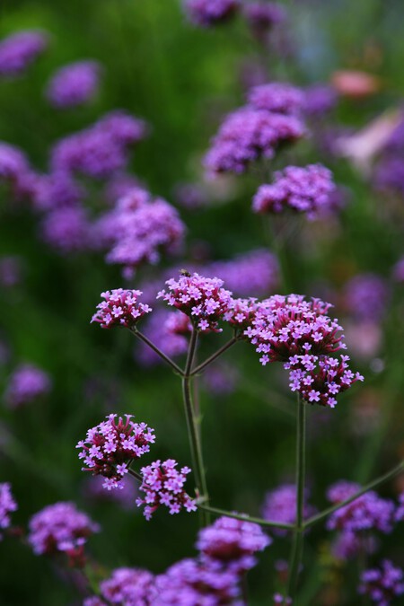 Verbena