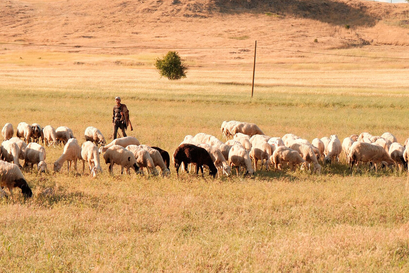 Pastores de La Rioja ante la ola de calor: salir con las ovejas a las cinco y volver hasta que ya no pueden con el calor