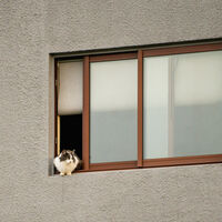 El motivo por el que te paras a acariciar a cualquier gato que te cruzas por la calle