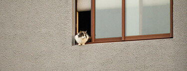 The reason you stop to pet any cat you pass on the street