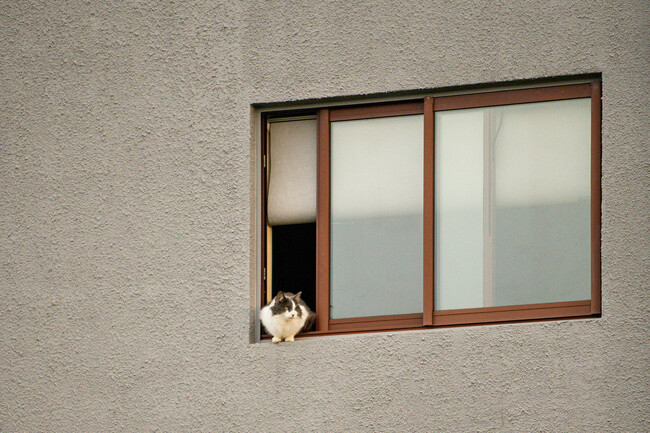 Gato En La Ventana