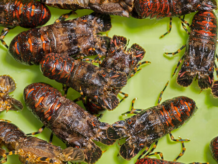 Santiaguinos Vivos C Istock