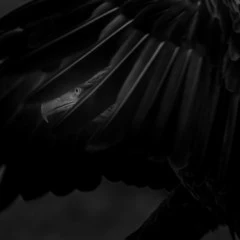 Foto 8 de 11 de la galería categoria-aves en Xataka Foto