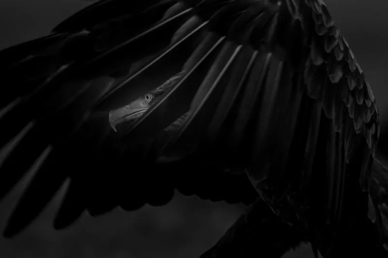 Foto de Categoría Aves (8/11)