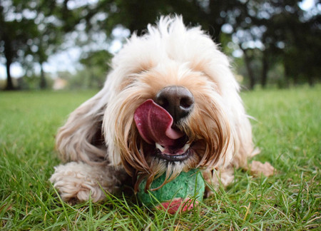 dogoftheyear