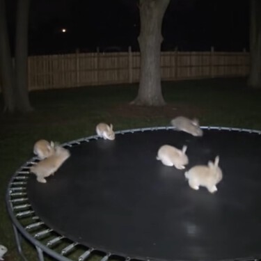 Estos conejos en un trampolín son graciosísimos. Y están desatando una de las mayores crisis de confianza en la IA 