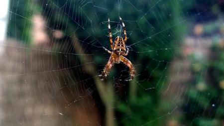 El veneno de la araña también podría servir para combatir el dolor